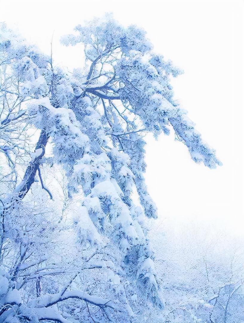 凌风知劲节，负雪见贞心（十一首寒松的唯美诗词）