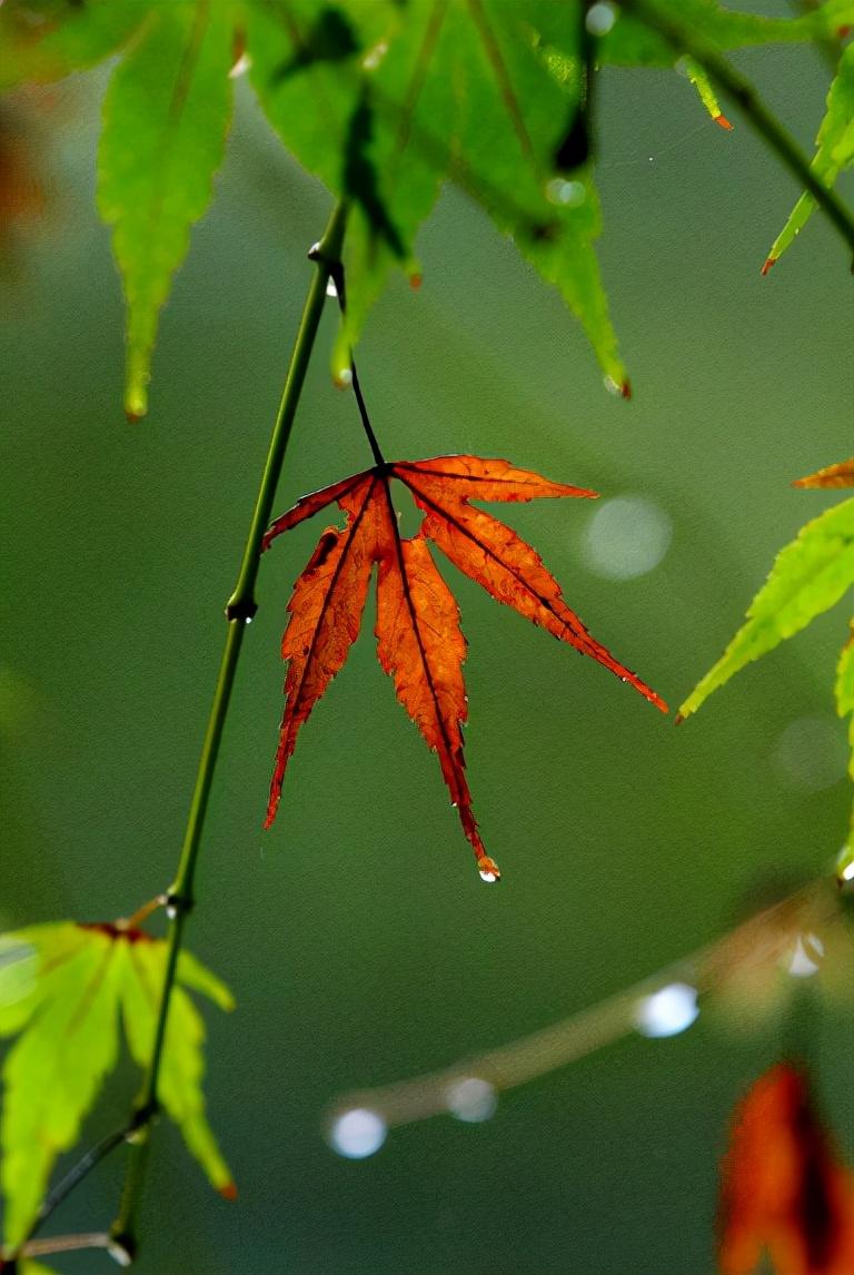 细雨做成秋，凉入心头（十首有关细雨的唯美诗词）