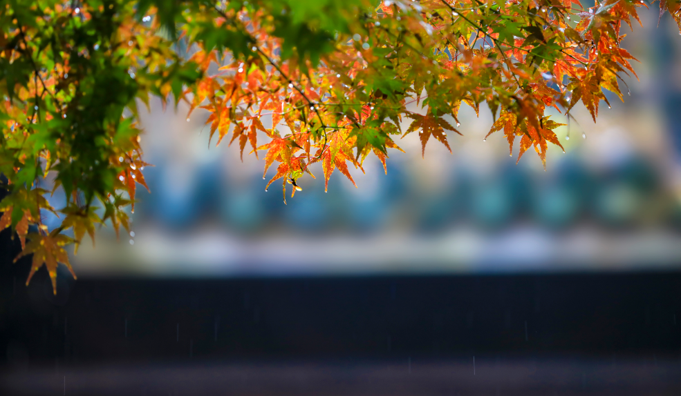 细雨做成秋，凉入心头（十首有关细雨的唯美诗词）