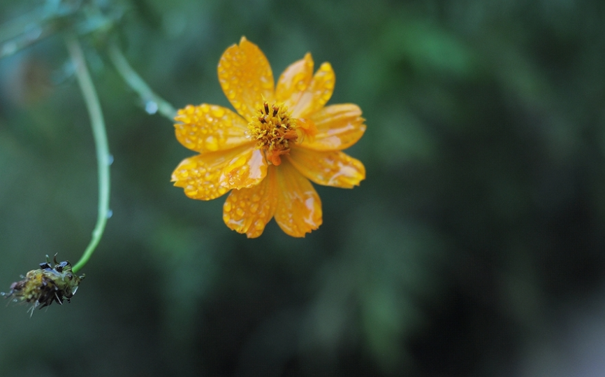 细雨做成秋，凉入心头（十首有关细雨的唯美诗词）