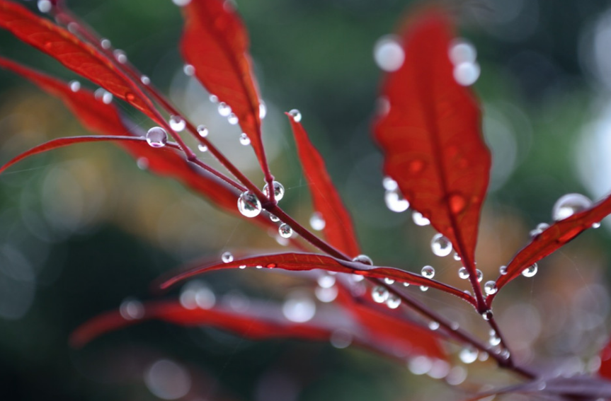 细雨做成秋，凉入心头（十首有关细雨的唯美诗词）