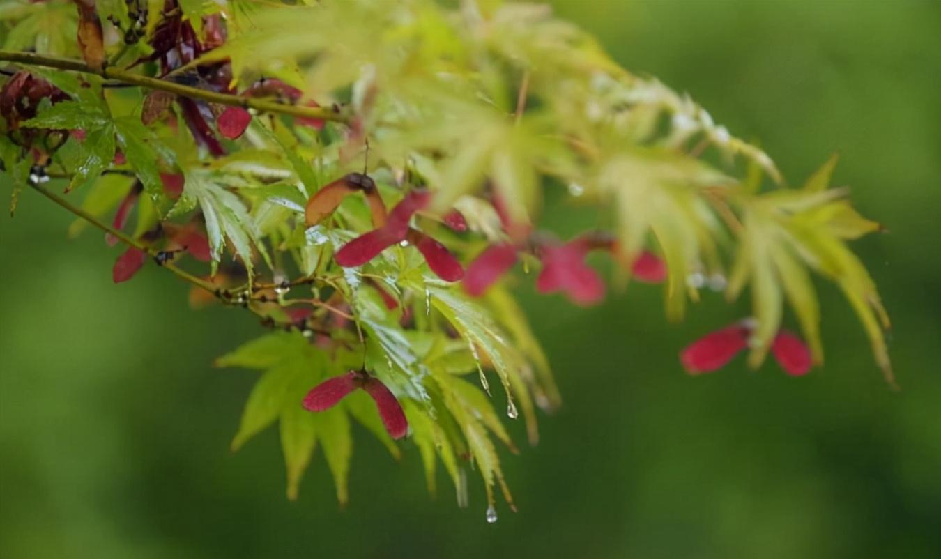 细雨做成秋，凉入心头（十首有关细雨的唯美诗词）