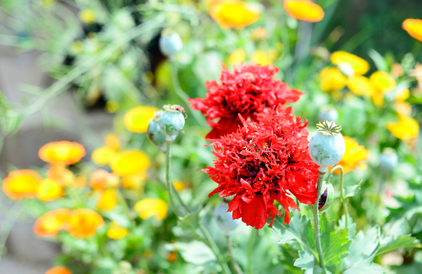 秋花经典诗词大全（十二首秋花优美诗词）