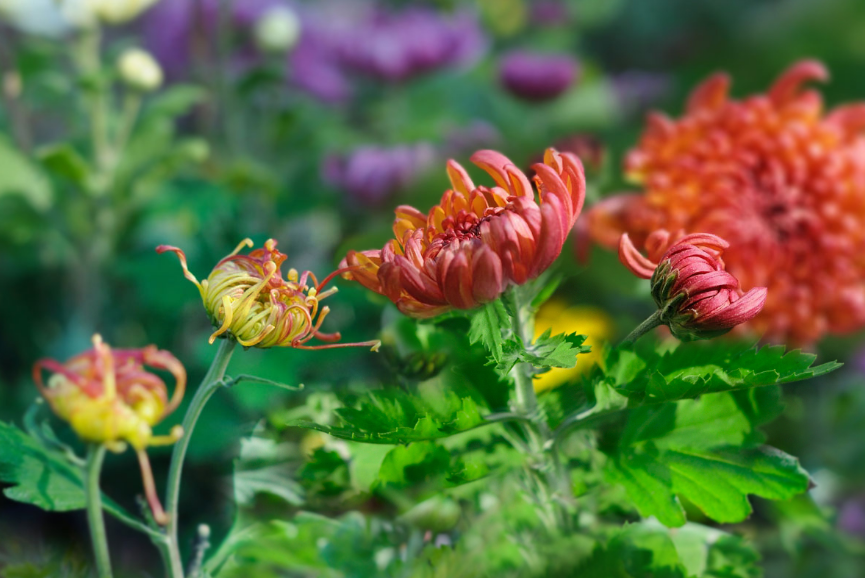 秋花经典诗词大全（十二首秋花优美诗词）