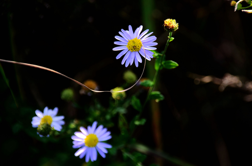 秋花经典诗词大全（十二首秋花优美诗词）