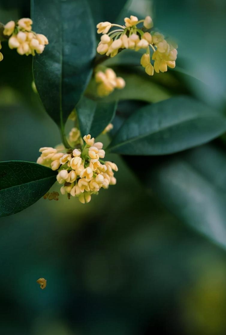 浓香满衣袂，不觉桂花开（十五首桂花的优美诗词）