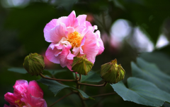 木芙蓉经典诗词鉴赏（十二首吟咏木芙蓉的诗词）