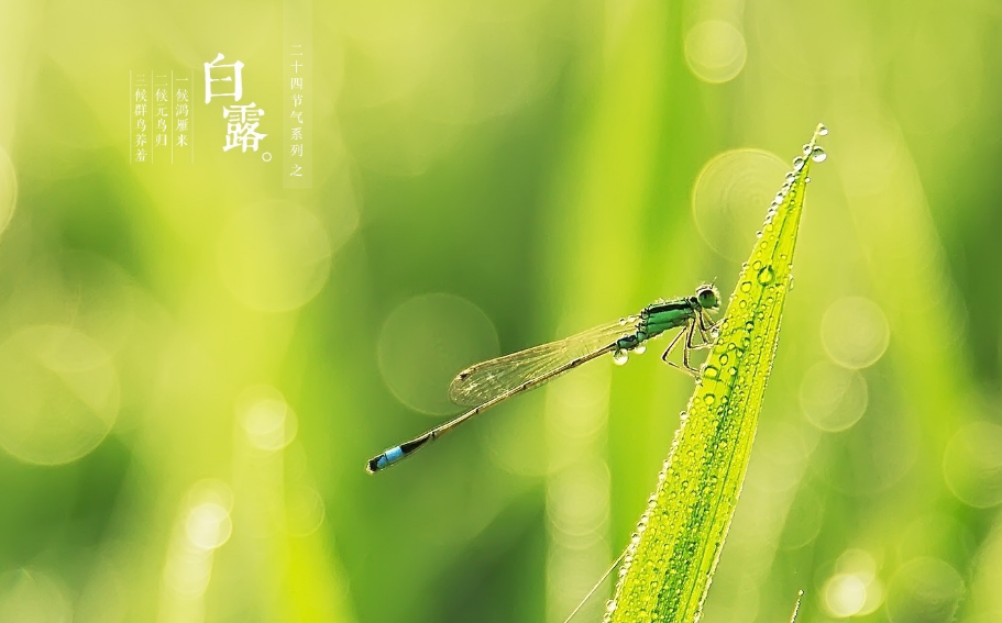 关于白露经典诗词鉴赏（十二首白露的诗词）