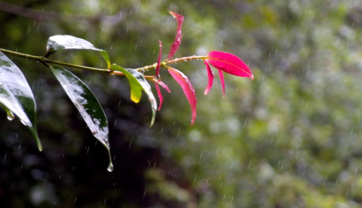 秋雨经典诗词有哪些（十首秋雨的优美诗词）