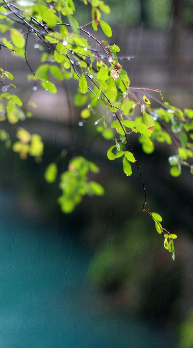 秋雨经典诗词有哪些（十首秋雨的优美诗词）