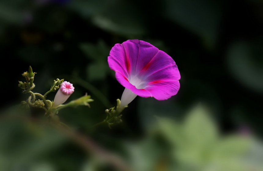 牵牛花经典诗词古句（十首有关牵牛花的诗词）