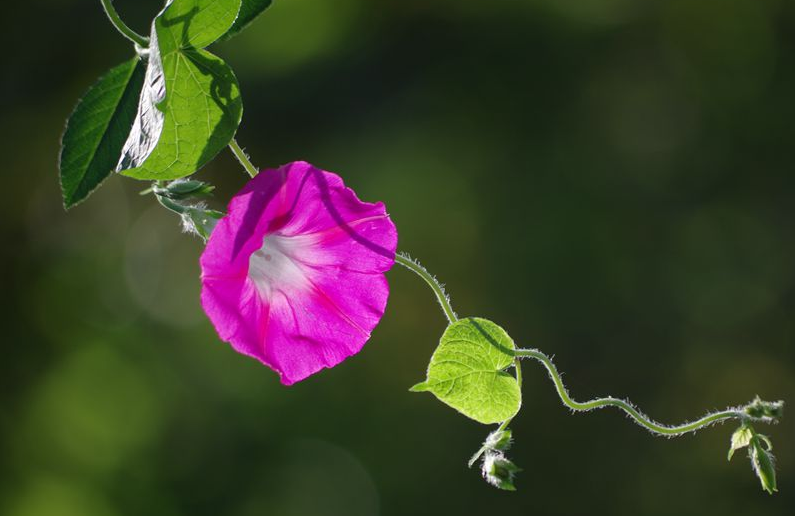 牵牛花经典诗词古句（十首有关牵牛花的诗词）