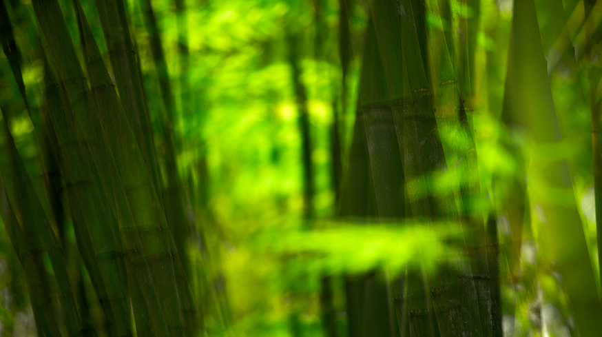 竹林清风，沁人心脾（十五首咏竹的优美诗词）