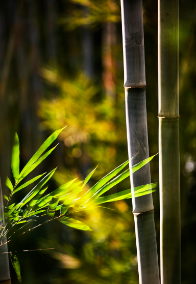 竹林清风，沁人心脾（十五首咏竹的优美诗词）