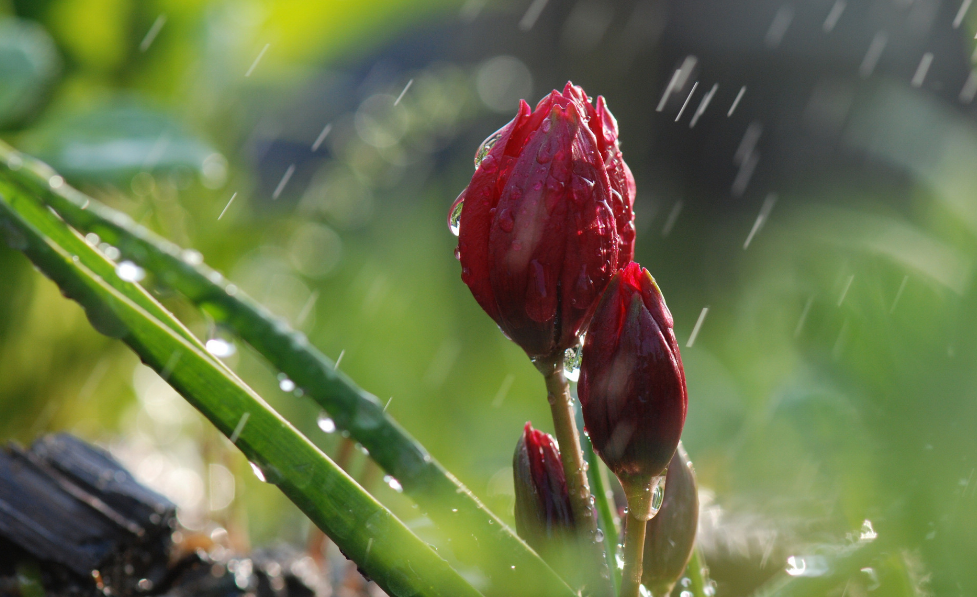 形容暴雨雷电的诗词名句（有关暴雨的十五首诗词）