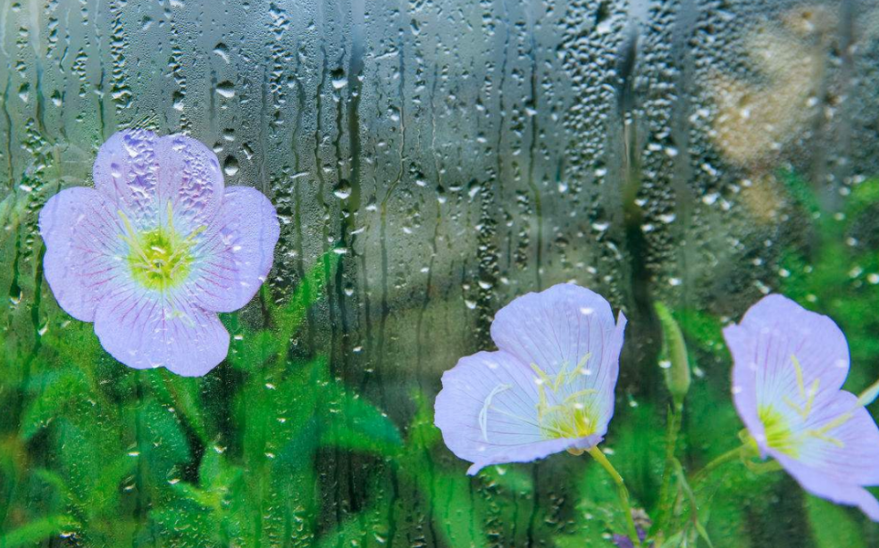 形容暴雨雷电的诗词名句（有关暴雨的十五首诗词）