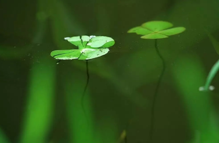 浮萍人生，心有诗意（十首浮萍的经典古诗词）