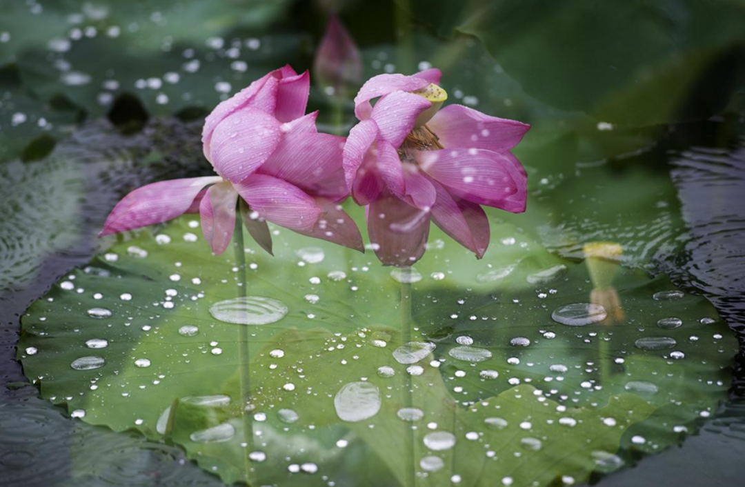 江南梅雨诗词十二首（正是江南花淡季， 梢垂新绿上窗台）