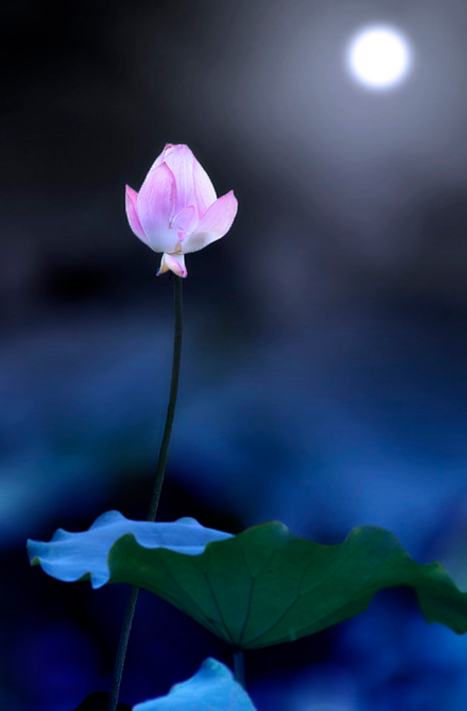 江南梅雨诗词十二首（正是江南花淡季， 梢垂新绿上窗台）