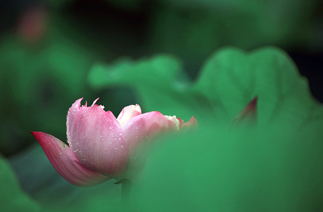 江南梅雨诗词十二首（正是江南花淡季， 梢垂新绿上窗台）