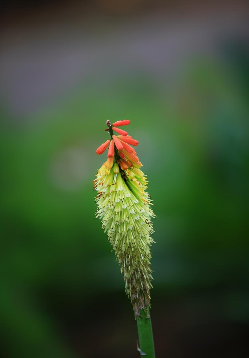 仲夏诗词名句摘抄（12首仲夏的优美古诗词）