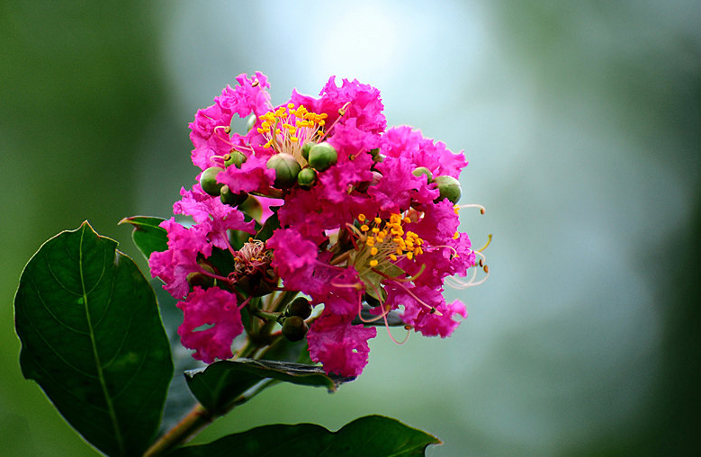 仲夏六月，紫薇花开（有关紫薇花的十首诗词）