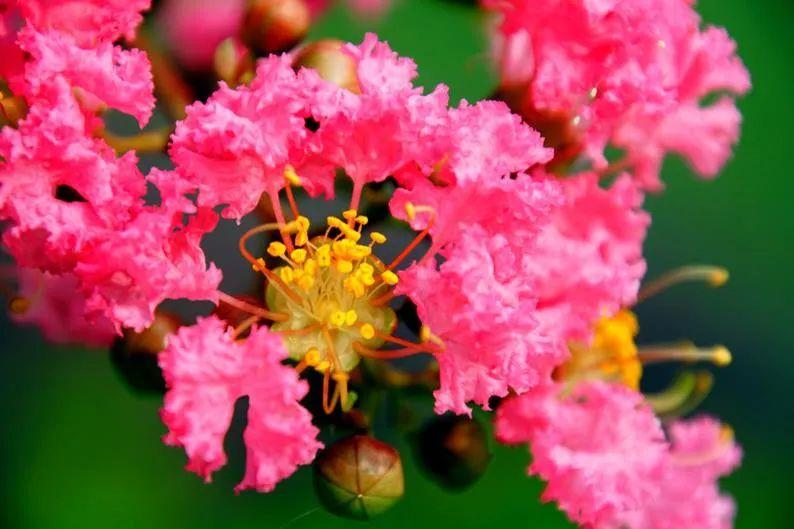 仲夏六月，紫薇花开（有关紫薇花的十首诗词）