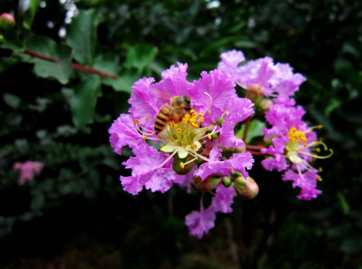 仲夏六月，紫薇花开（有关紫薇花的十首诗词）