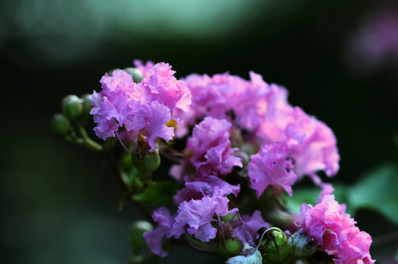 仲夏六月，紫薇花开（有关紫薇花的十首诗词）