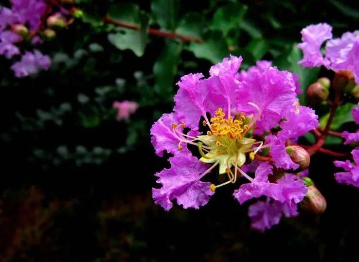 仲夏六月，紫薇花开（有关紫薇花的十首诗词）