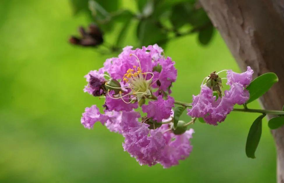 仲夏六月，紫薇花开（有关紫薇花的十首诗词）