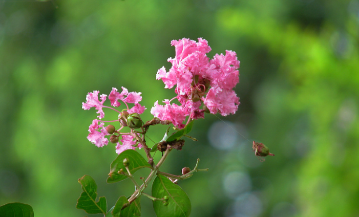 仲夏六月，紫薇花开（有关紫薇花的十首诗词）