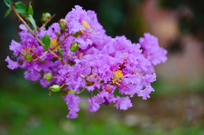 仲夏六月，紫薇花开（有关紫薇花的十首诗词）