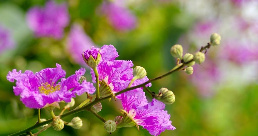 仲夏六月，紫薇花开（有关紫薇花的十首诗词）