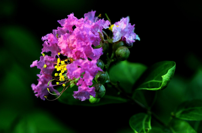 仲夏六月，紫薇花开（有关紫薇花的十首诗词）