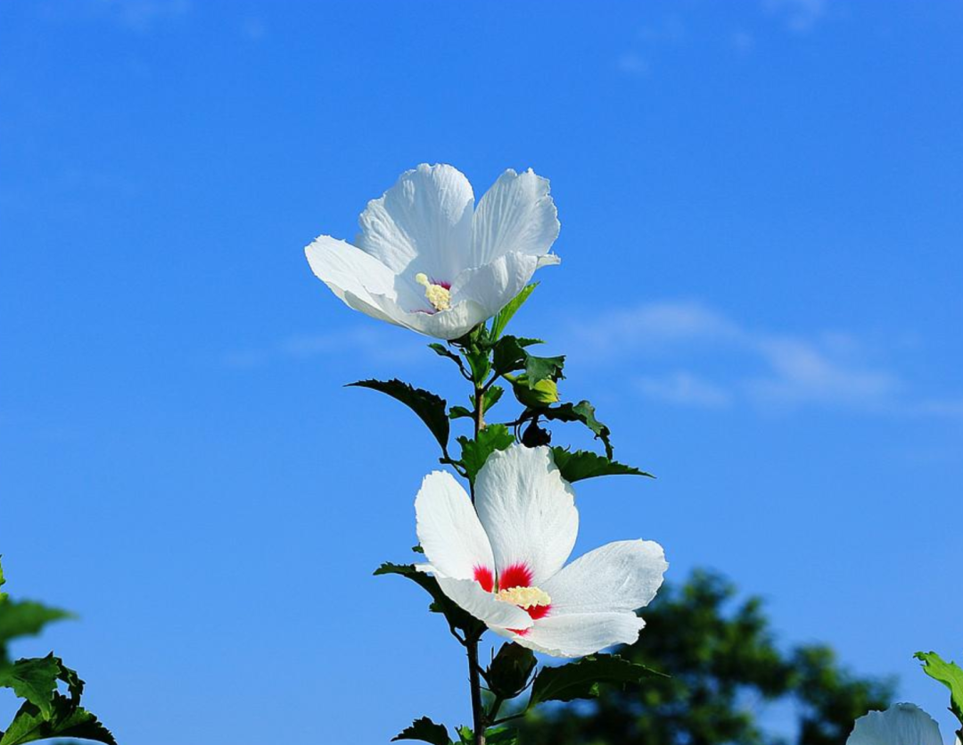 朝花夕谢，转瞬即逝（推荐10首木槿花的诗词）