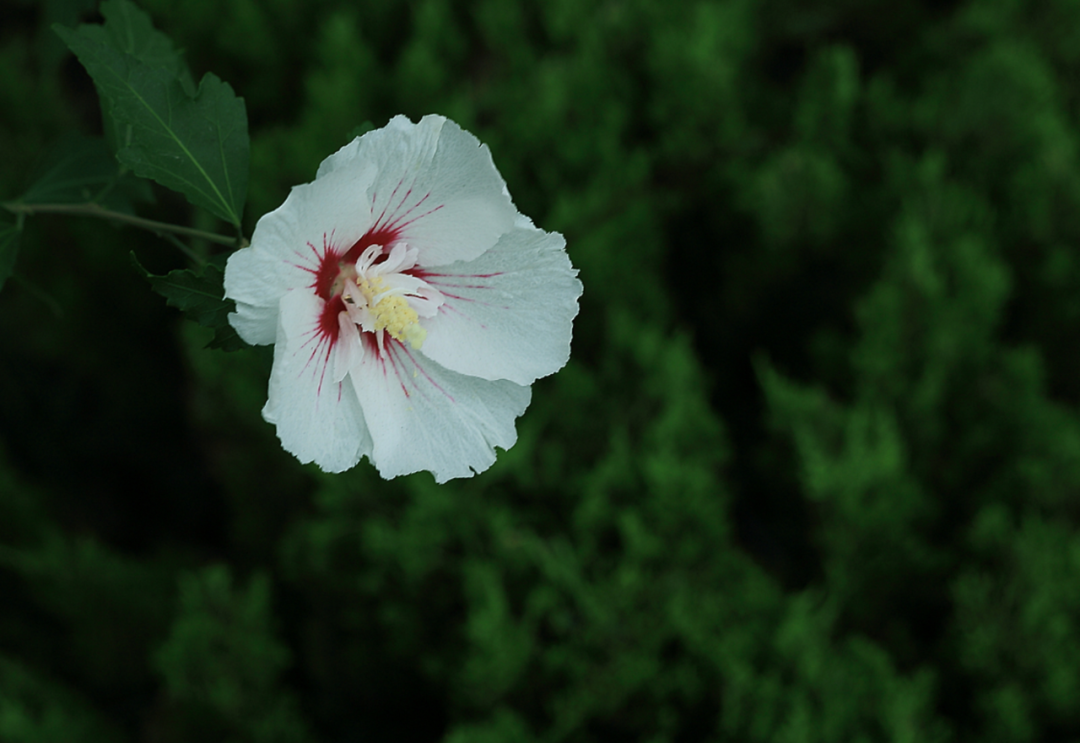 朝花夕谢，转瞬即逝（推荐10首木槿花的诗词）