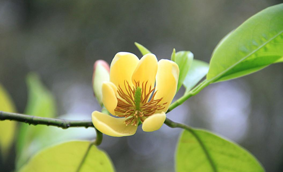 花开而不放，似笑而不言（十首含笑花的优美诗词）