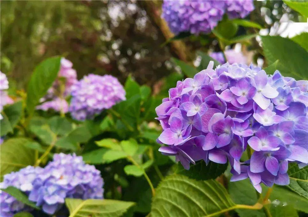 绣球花开，遇见美好（十首绣球花优美诗词）