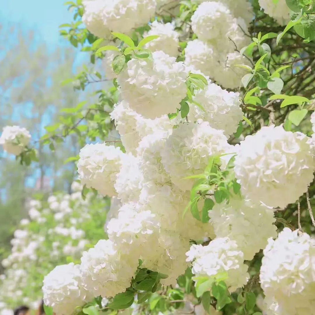 绣球花开，遇见美好（十首绣球花优美诗词）