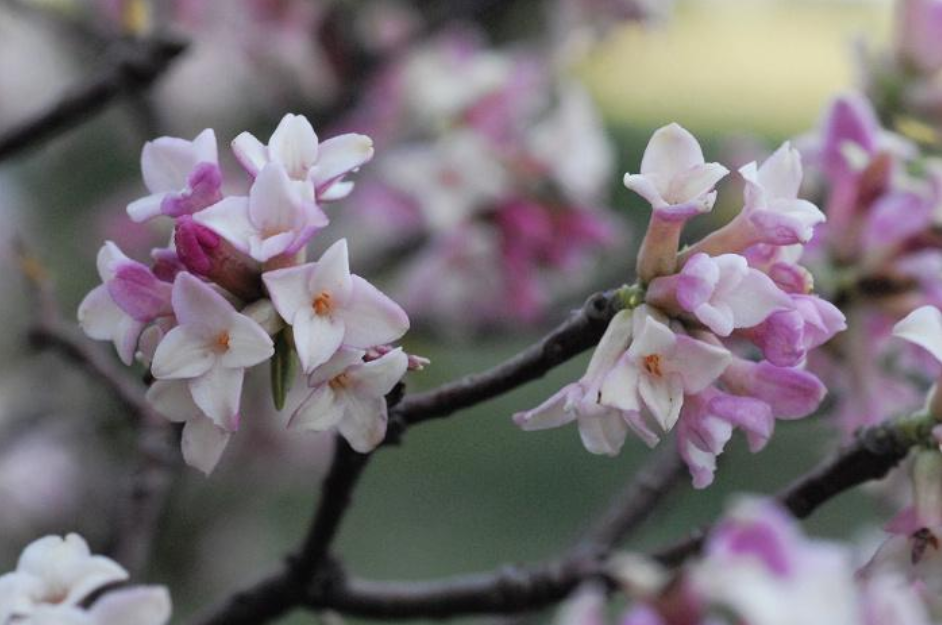 瑞香花优美古诗有哪些（十首瑞香花的诗词）