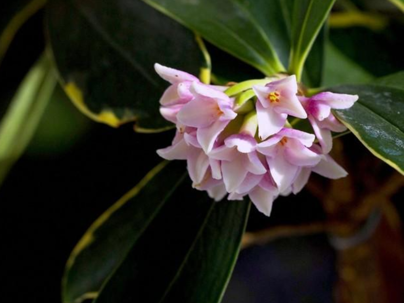 瑞香花优美古诗有哪些（十首瑞香花的诗词）