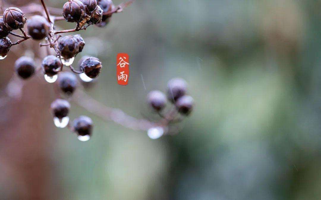 谷雨优美古诗词摘抄（十首谷雨的优美诗词）