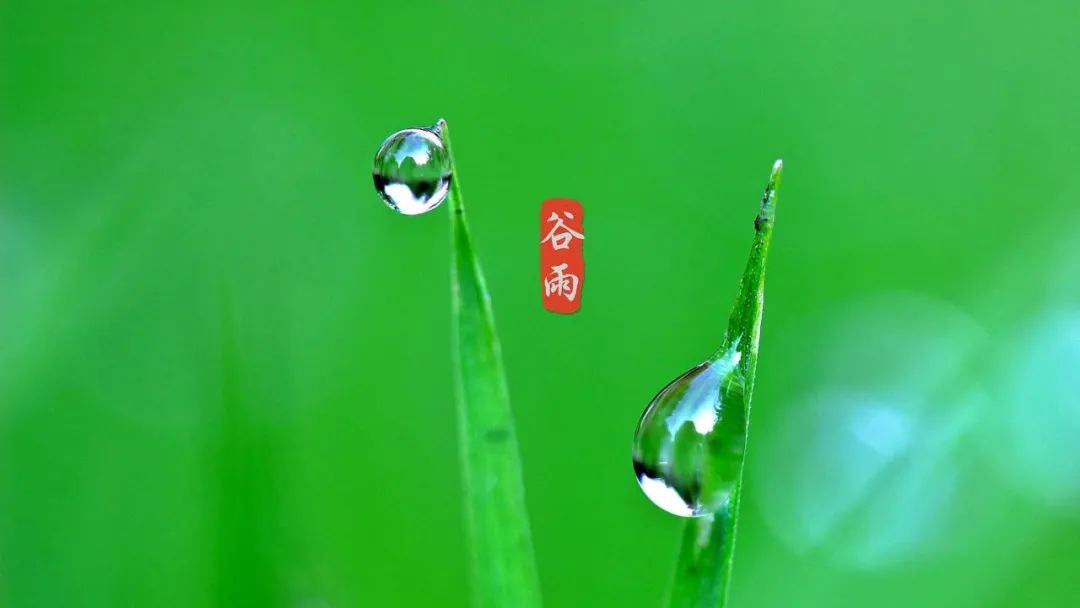 谷雨优美古诗词摘抄（十首谷雨的优美诗词）