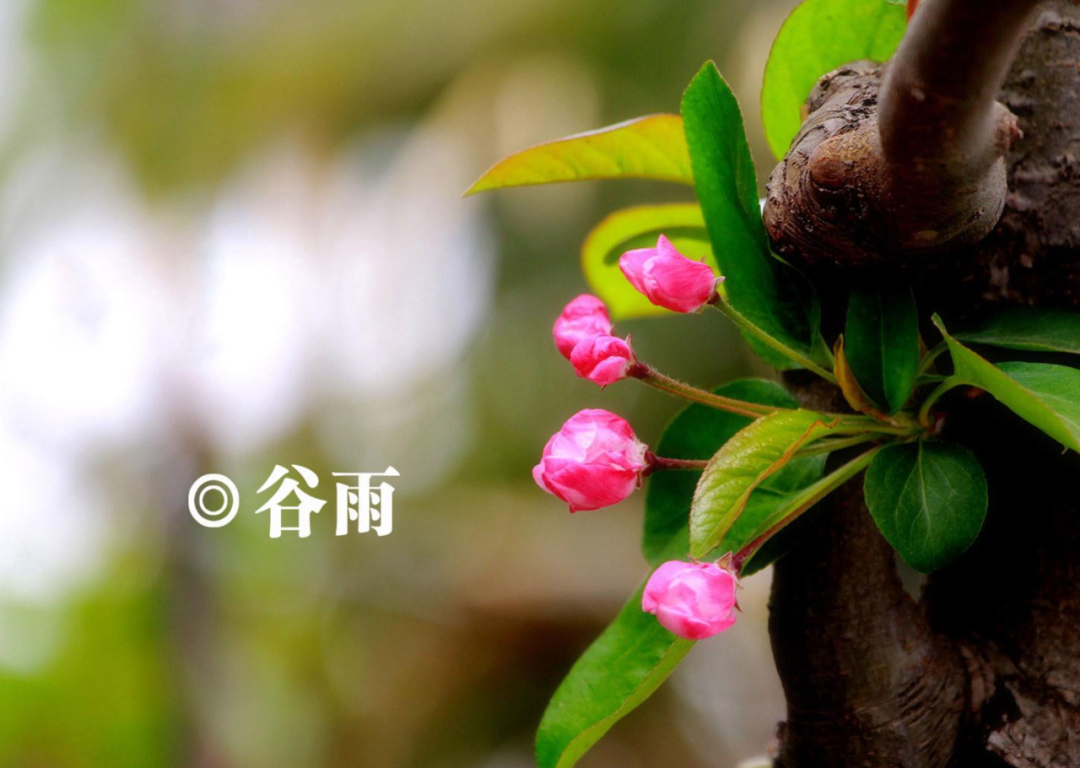 谷雨优美古诗词摘抄（十首谷雨的优美诗词）