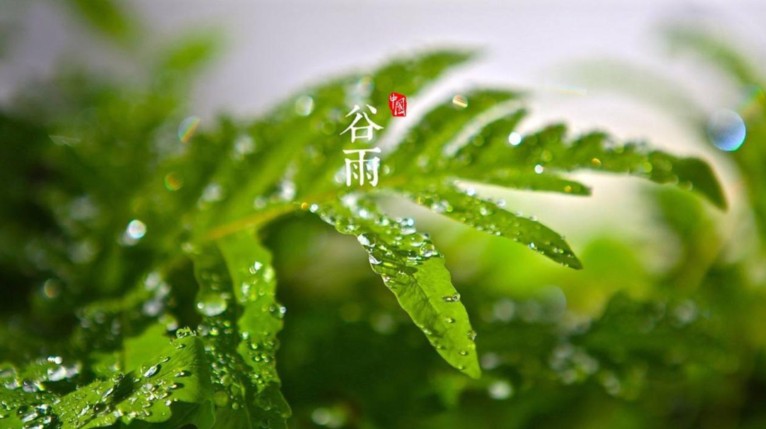 谷雨优美古诗词摘抄（十首谷雨的优美诗词）