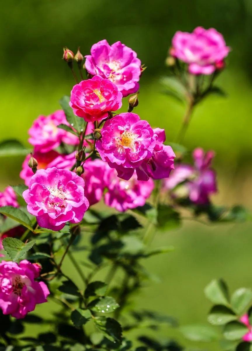 关于蔷薇花优美古诗（十首蔷薇花的诗词）