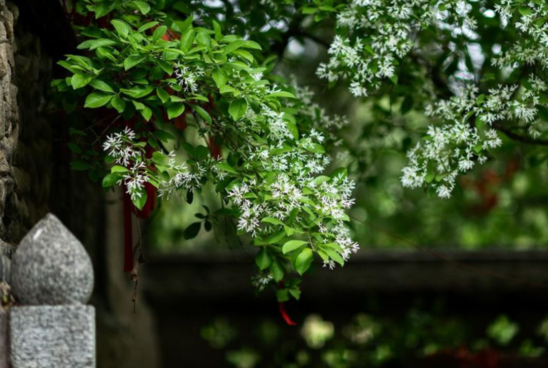 春光无限好，只是已暮春（推荐十首暮春诗词）