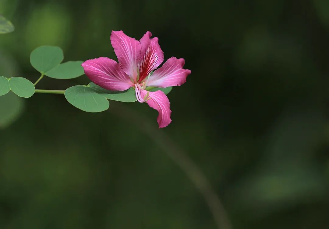 春光无限好，只是已暮春（推荐十首暮春诗词）