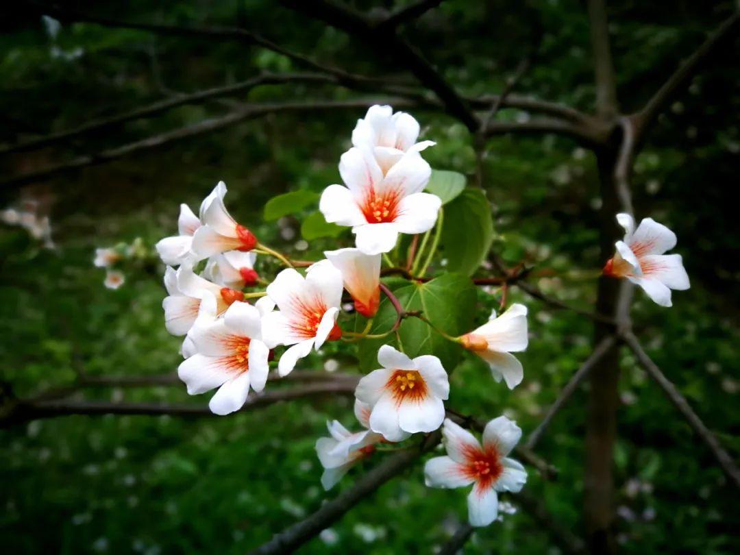 关于桐花优美古诗（十二首桐花的优美诗词）